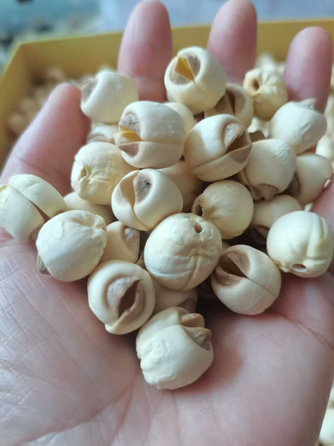 正宗建宁本地莲子 建宁莲子农户精选 通心白莲子500克 | Authentic Jianning Lotus Seeds - Premium White Lotus Seeds with Core 500g