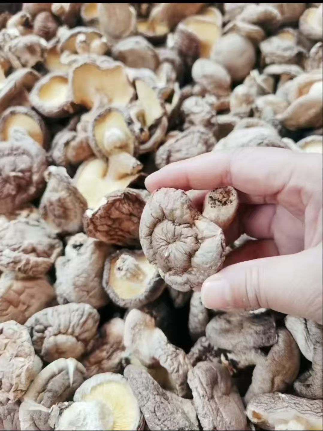 丑香菇 无硫磺肉厚实 香味浓郁 菌菇干货农家精选500克 | Rustic Shiitake Mushroom - Sulfur-Free Thick Meaty Rich Aroma Farm-Selected 500g