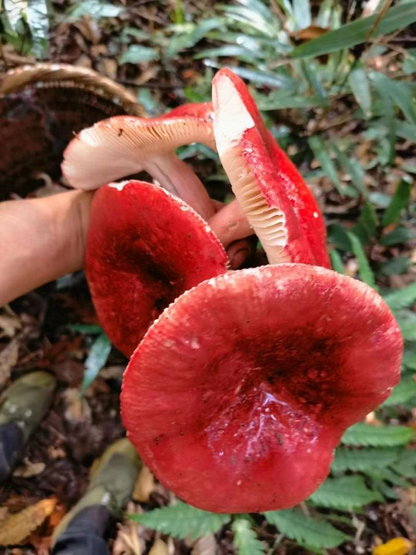 野生红菇 - 纯野生珍稀食用菌 营养滋补佳品 精选250克 ｜ Wild Red Russula Mushroom - Pure Wild Rare Edible Fungi Nutritious Tonic 250