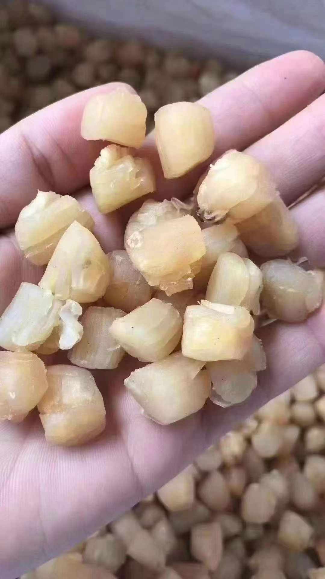 全干大干贝-特级淡晒干贝 高蛋白鲜味浓 煲汤海鲜干货 精选500克 | Premium Large Dried Scallops - Lightly Salted High-Protein Rich Flavor Soup Seafood 500g