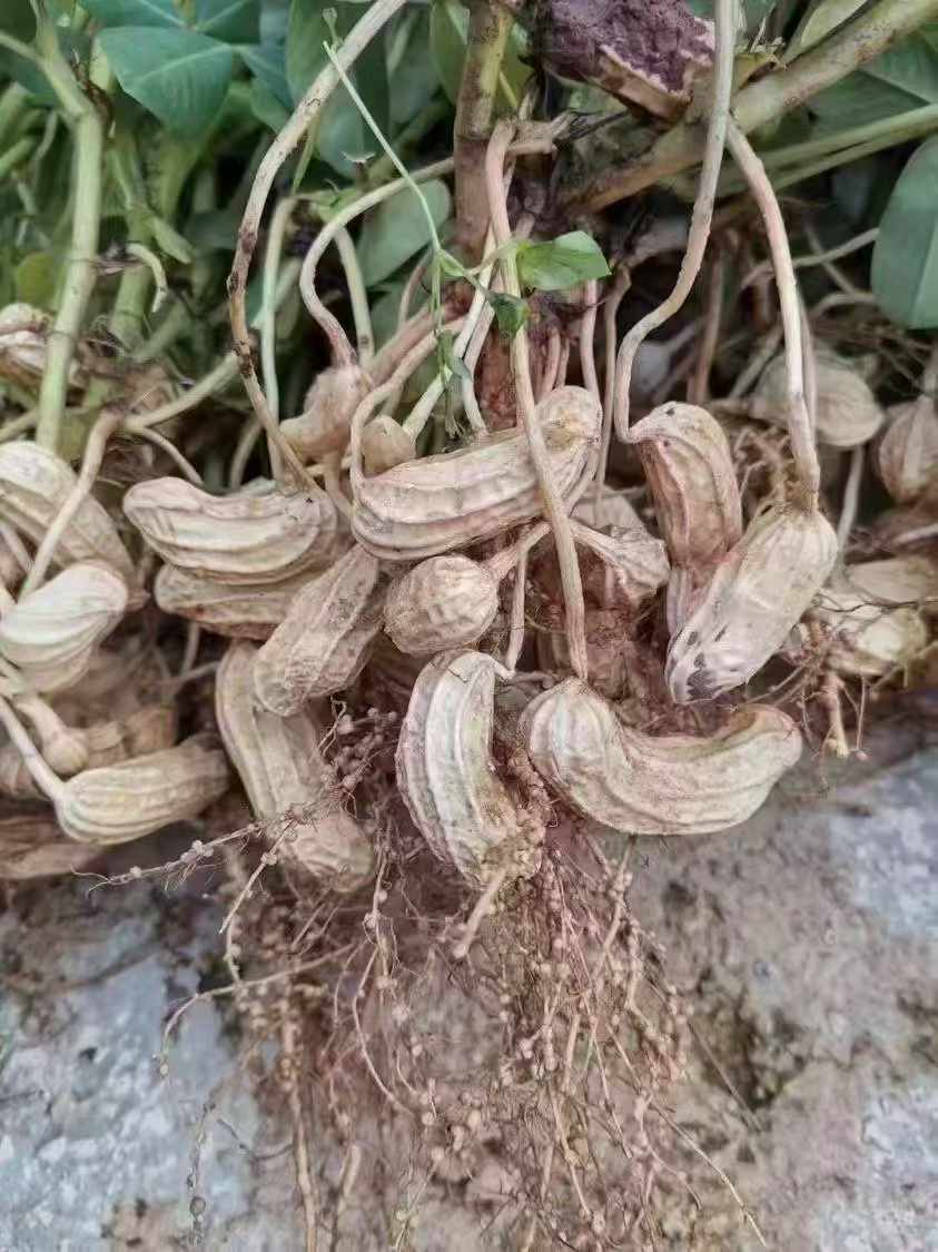 七彩花生 清甜新鲜饱满 营养健康小零食 人工精选500克 | Colorful Peanuts - Sweet Fresh Plump Nutritious Healthy Snack Hand-Selected 500g