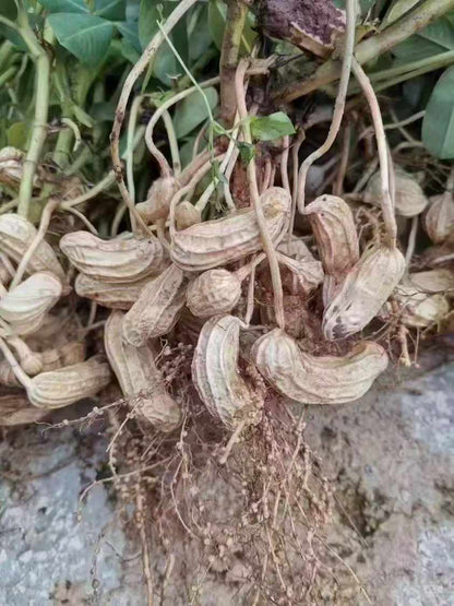 七彩花生 清甜新鲜饱满 营养健康小零食 人工精选500克 | Colorful Peanuts - Sweet Fresh Plump Nutritious Healthy Snack Hand-Selected 500g