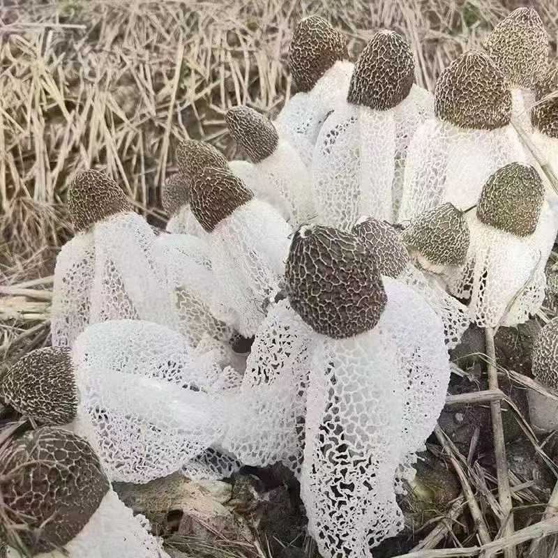 建宁竹荪-特级野生菌 纯天然无污染无硫磺 煲汤食材菌菇干货 农冢精选250克 ｜ Jianning Bamboo Fungus - Premium Wild Mushroom Sulfur-Free Natural Soup Ingredient 250g