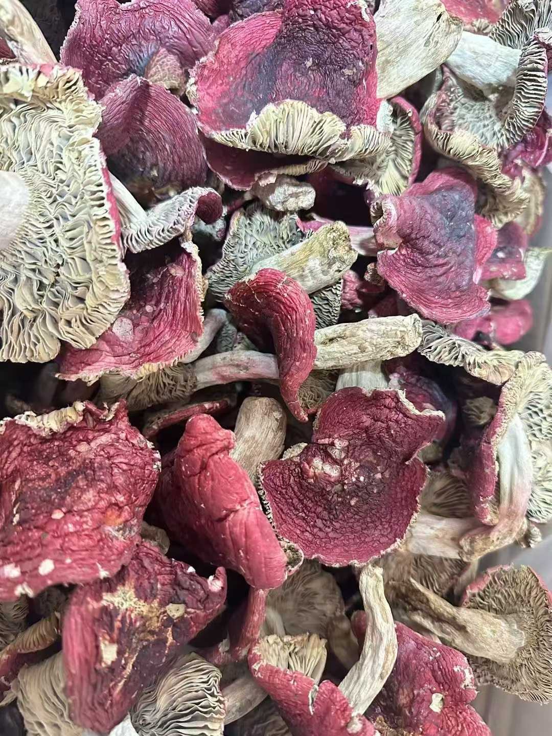 野生红菇 - 纯野生珍稀食用菌 营养滋补佳品 精选250克 ｜ Wild Red Russula Mushroom - Pure Wild Rare Edible Fungi Nutritious Tonic 250
