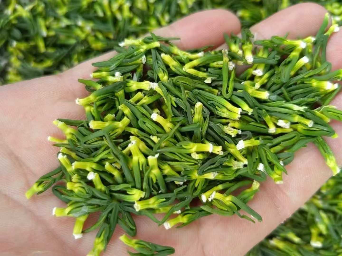 建宁莲心 清心火祛烦躁 清热解毒养生茶 农家精选500克 | Jianning Lotus Plumule - Calming Heart Fire Heat-Clearing Detox Herbal Tea 500g