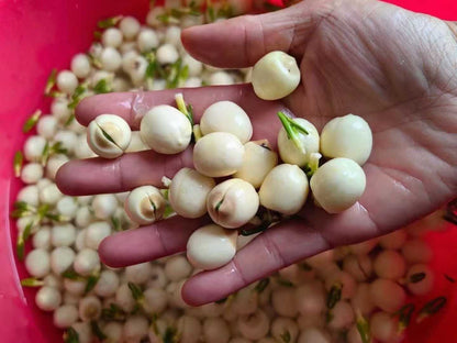 建宁莲心 清心火祛烦躁 清热解毒养生茶 农家精选500克 | Jianning Lotus Plumule - Calming Heart Fire Heat-Clearing Detox Herbal Tea 500g