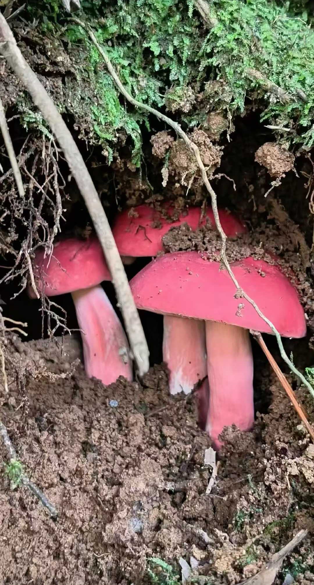 野生红菇 - 纯野生珍稀食用菌 营养滋补佳品 精选250克 ｜ Wild Red Russula Mushroom - Pure Wild Rare Edible Fungi Nutritious Tonic 250
