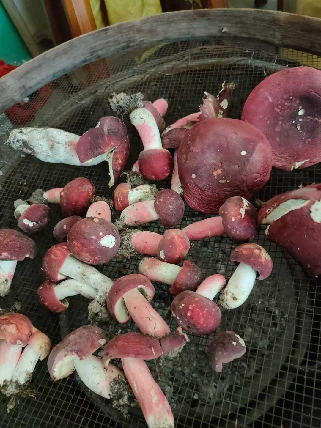 野生红菇 - 纯野生珍稀食用菌 营养滋补佳品 精选250克 ｜ Wild Red Russula Mushroom - Pure Wild Rare Edible Fungi Nutritious Tonic 250