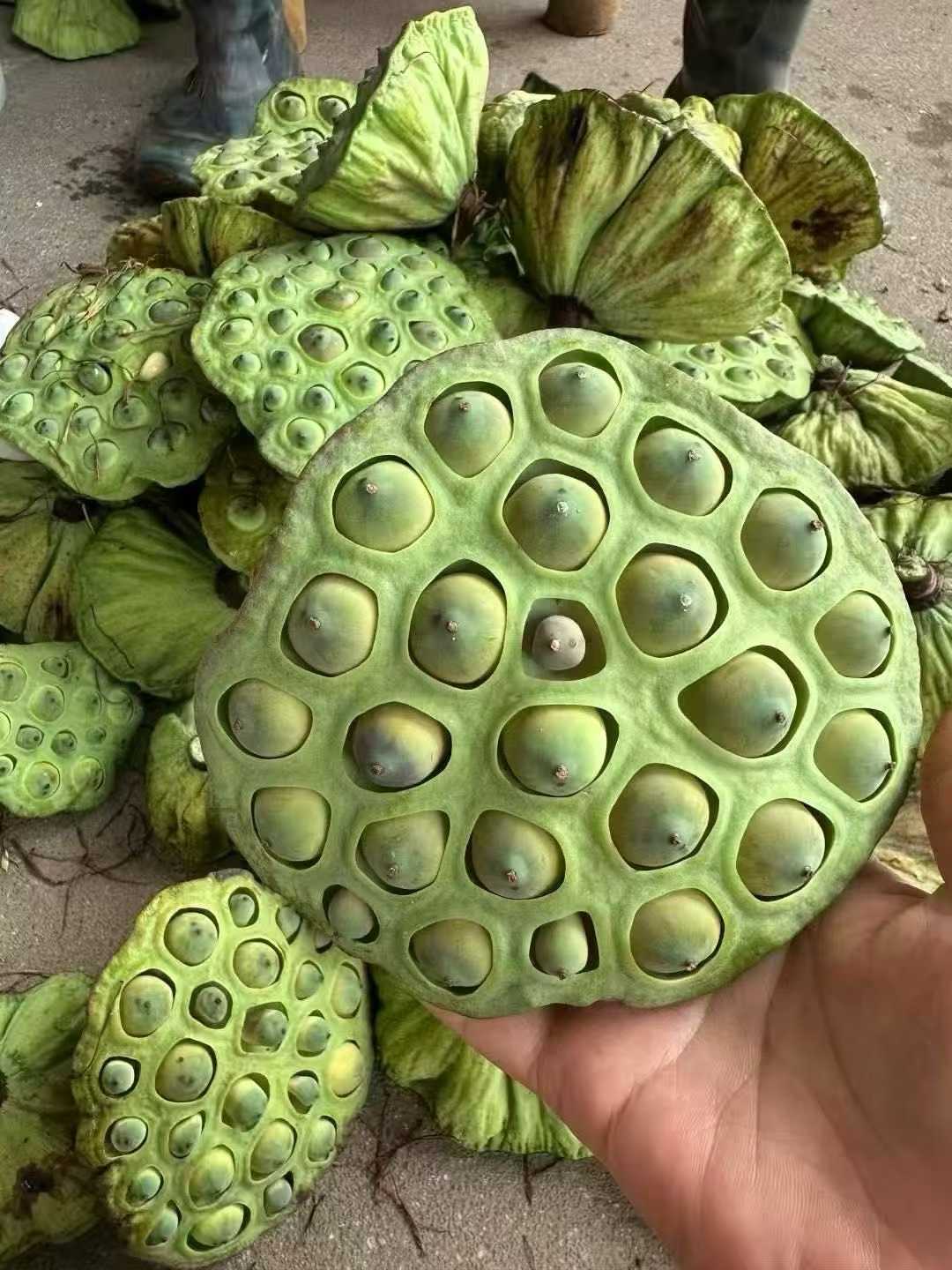 正宗建宁本地莲子 建宁莲子农户精选 通心白莲子500克 ｜ Authentic Jianning Lotus Seeds - Premium White Lotus Seeds with Core 500g