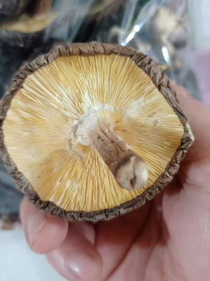 椴木香菇 有机香菇天然无农药无硫磺 肉厚香浓 菌菇干货精选500克 | Organic Oak Wood Shiitake Mushroom - Natural Pesticide-Free Sulfur-Free Thick Rich Flavor 500g