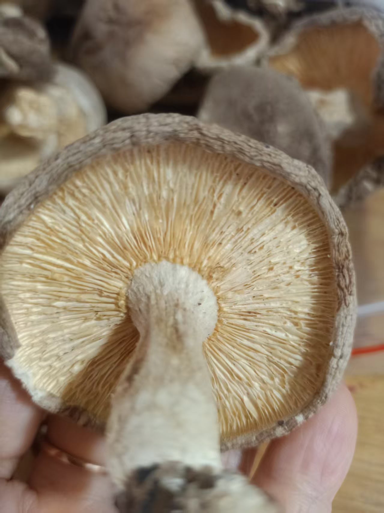 丑香菇 无硫磺肉厚实 香味浓郁 菌菇干货农家精选500克 |  Rustic Shiitake Mushroom - Sulfur-Free Thick Meaty Rich Aroma Farm-Selected 500g