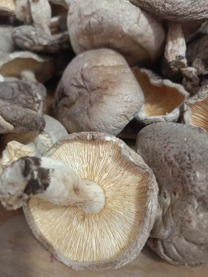 丑香菇 无硫磺肉厚实 香味浓郁 菌菇干货农家精选500克 |  Rustic Shiitake Mushroom - Sulfur-Free Thick Meaty Rich Aroma Farm-Selected 500g