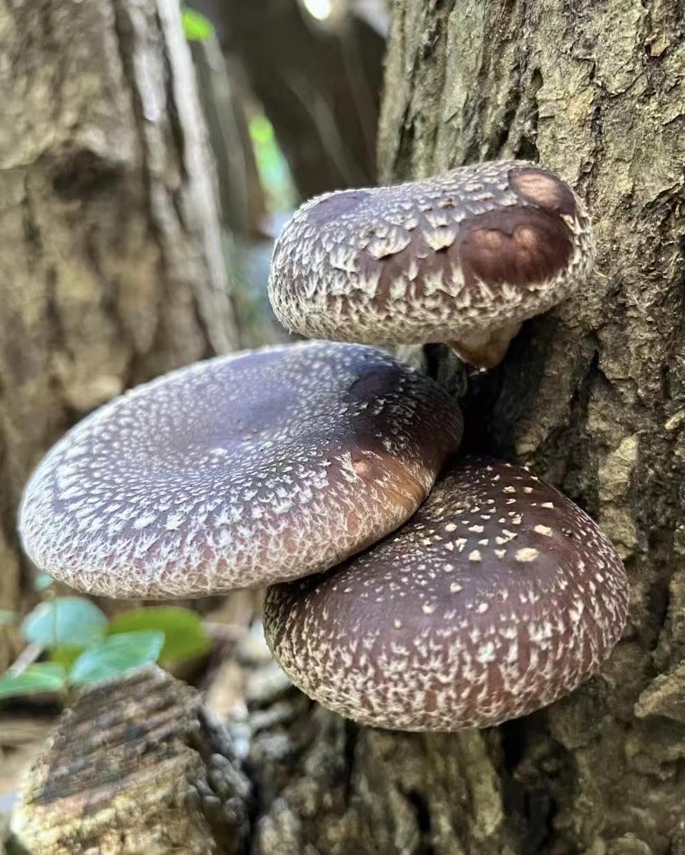 椴木香菇 有机香菇天然无农药无硫磺 肉厚香浓 菌菇干货精选500克 | Organic Oak Wood Shiitake Mushroom - Natural Pesticide-Free Sulfur-Free Thick Rich Flavor 500g