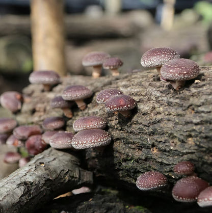 椴木香菇 有机香菇天然无农药无硫磺 肉厚香浓 菌菇干货精选500克 | Organic Oak Wood Shiitake Mushroom - Natural Pesticide-Free Sulfur-Free Thick Rich Flavor 500g