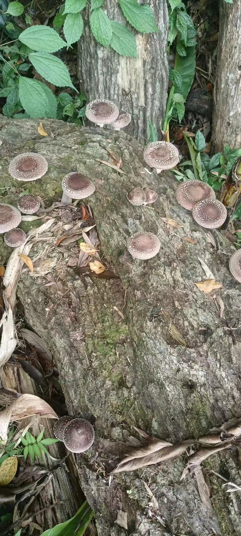 椴木香菇 有机香菇天然无农药无硫磺 肉厚香浓 菌菇干货精选500克 | Organic Oak Wood Shiitake Mushroom - Natural Pesticide-Free Sulfur-Free Thick Rich Flavor 500g