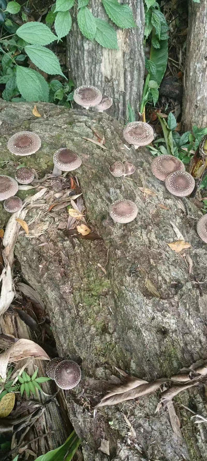 椴木香菇 有机香菇天然无农药无硫磺 肉厚香浓 菌菇干货精选500克 | Organic Oak Wood Shiitake Mushroom - Natural Pesticide-Free Sulfur-Free Thick Rich Flavor 500g