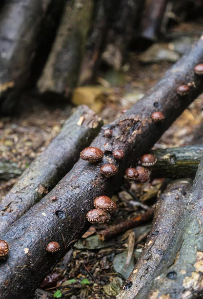 椴木香菇 有机香菇天然无农药无硫磺 肉厚香浓 菌菇干货精选500克 | Organic Oak Wood Shiitake Mushroom - Natural Pesticide-Free Sulfur-Free Thick Rich Flavor 500g