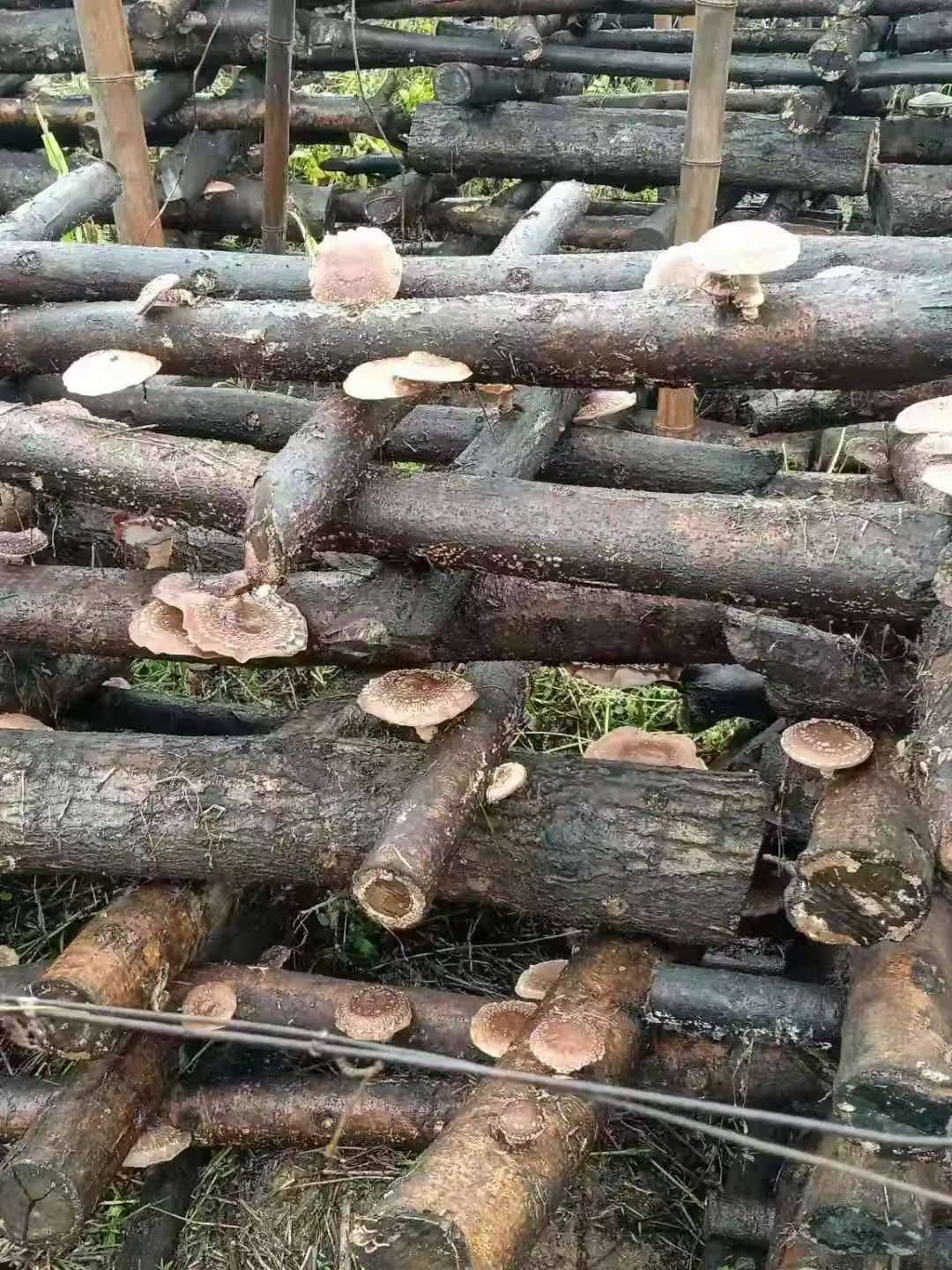 椴木香菇 有机香菇天然无农药无硫磺 肉厚香浓 菌菇干货精选500克 | Organic Oak Wood Shiitake Mushroom - Natural Pesticide-Free Sulfur-Free Thick Rich Flavor 500g