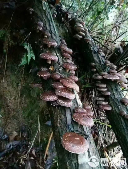 椴木香菇 有机香菇天然无农药无硫磺 肉厚香浓 菌菇干货精选500克 | Organic Oak Wood Shiitake Mushroom - Natural Pesticide-Free Sulfur-Free Thick Rich Flavor 500g