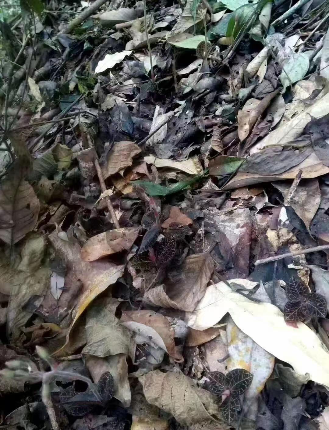 野生金线莲-纯天然无农药 清热解毒，养肝护肝 50克｜Wild Anoectochilus Roxburghii - Pure Natural Pesticide-Free Liver Detox Herb 50g