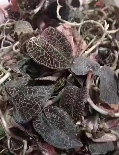 野生金线莲-纯天然无农药 清热解毒，养肝护肝 50克｜Wild Anoectochilus Roxburghii - Pure Natural Pesticide-Free Liver Detox Herb 50g