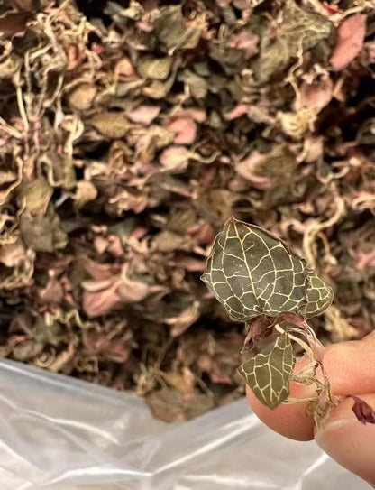 野生金线莲-纯天然无农药 清热解毒，养肝护肝 50克｜Wild Anoectochilus Roxburghii - Pure Natural Pesticide-Free Liver Detox Herb 50g