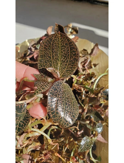 野生金线莲-纯天然无农药 清热解毒，养肝护肝 50克｜Wild Anoectochilus Roxburghii - Pure Natural Pesticide-Free Liver Detox Herb 50g