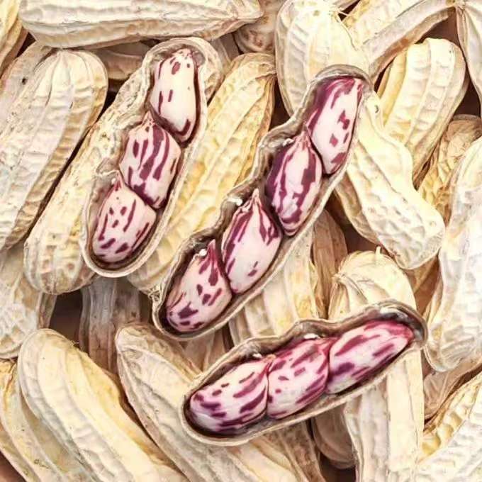 七彩花生 清甜新鲜饱满 营养健康小零食 人工精选500克 | Colorful Peanuts - Sweet Fresh Plump Nutritious Healthy Snack Hand-Selected 500g