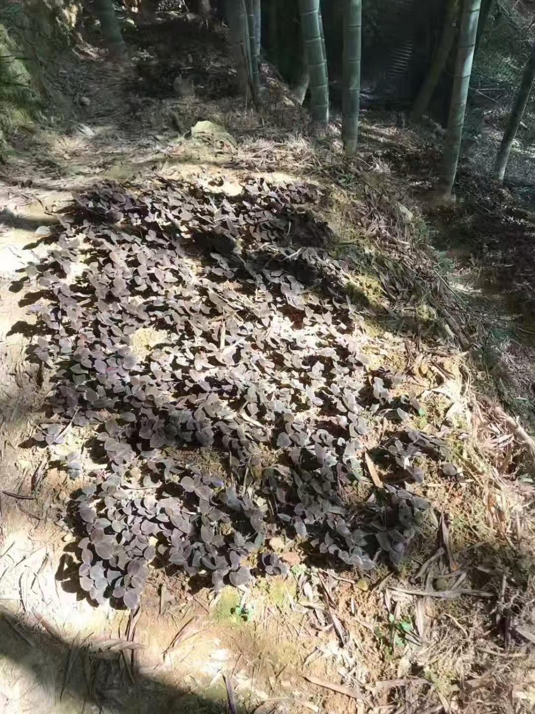 林下仿野生种植金线莲 清热解毒润肺止咳 护肝养肝增强免疫 美容养颜500克 | Semi-Wild Cultivated Anoectochilus Roxburghii - Heat-Clearing Detox Lung Liver Health Immunity Boost 500g