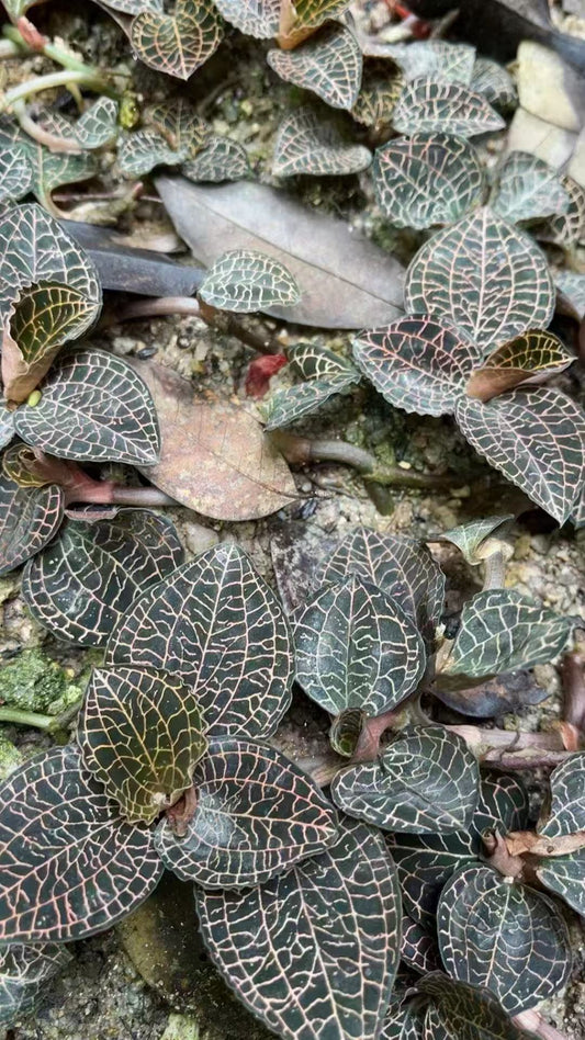 林下仿野生种植金线莲 清热解毒润肺止咳 护肝养肝增强免疫 美容养颜500克 | Semi-Wild Cultivated Anoectochilus Roxburghii - Heat-Clearing Detox Lung Liver Health Immunity Boost 500g