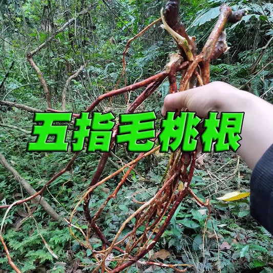 野生五指毛桃 无硫磺香味浓郁 煲汤泡酒 增强免疫中药材精选500克 | Wild Five-Finger Fig Root - Sulfur-Free Aromatic Soup Herbal Immunity Boost 500g