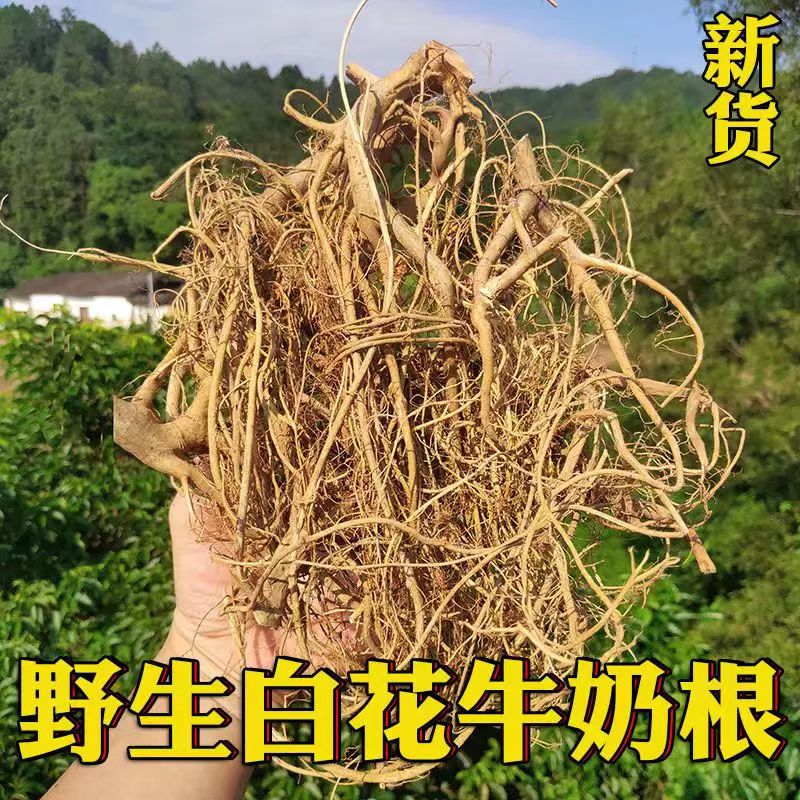 野生牛奶根 无硫磺 煲汤泡酒卤水 健脾补肺中药材精选500克 | Wild Milk Tree Root - Sulfur-Free Soup Herbal Spleen Lung Tonic 500g