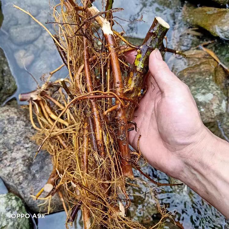 野生牛奶根 无硫磺 煲汤泡酒卤水 健脾补肺中药材精选500克 | Wild Milk Tree Root - Sulfur-Free Soup Herbal Spleen Lung Tonic 500g