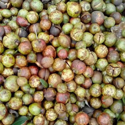 野生山茶油 纯天然冷榨茶籽油 无农药无添加 精选500克｜Wild Camellia Oil - Pure Cold-Pressed Tea Seed Oil - Pesticide-Free & Additive-Free - Premium 500g