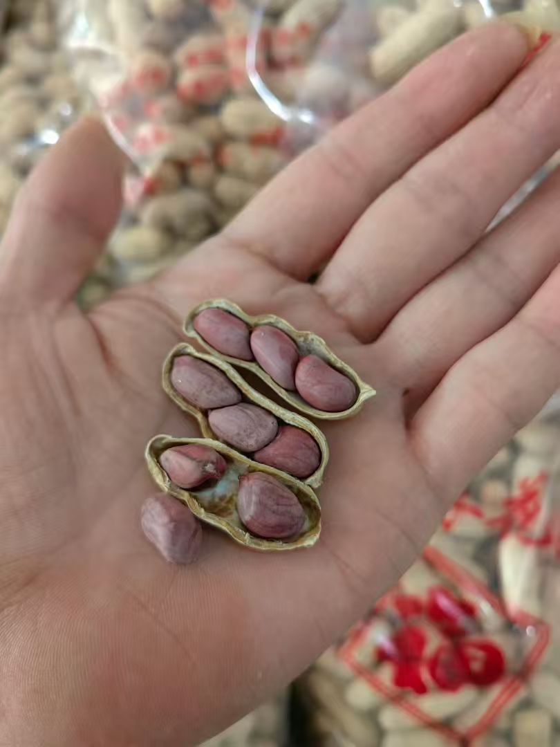 龙岩湿烤花生福建特产紫衣花生 500克装Longyan Wet-Roasted Peanuts | Fujian Purple-Skin Peanuts 500g